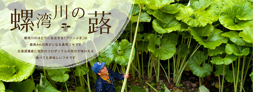 螺湾川の蕗