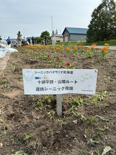 花壇植栽を開催しました